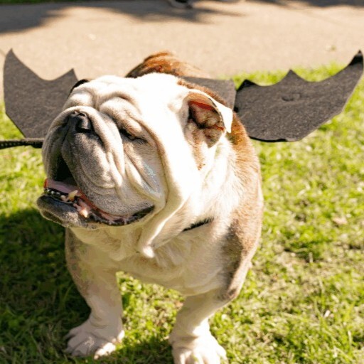 Halloween Festival & Pooch Parade - logo